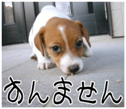 MIEDOG Jack Russell terrier sticker 9 sticker #14877730