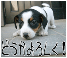 MIEDOG Jack Russell terrier sticker 9 sticker #14877731