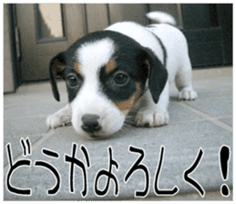 MIEDOG Jack Russell terrier sticker 9 sticker #14877731