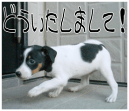 MIEDOG Jack Russell terrier sticker 9 sticker #14877732