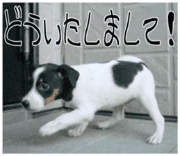 MIEDOG Jack Russell terrier sticker 9 sticker #14877732