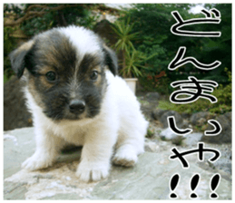 MIEDOG Jack Russell terrier sticker 9 sticker #14877733