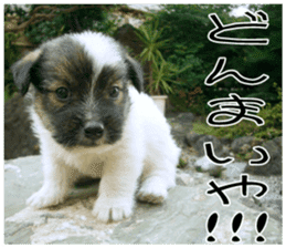 MIEDOG Jack Russell terrier sticker 9 sticker #14877733