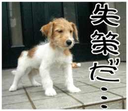 MIEDOG Jack Russell terrier sticker 9 sticker #14877734