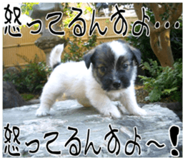MIEDOG Jack Russell terrier sticker 9 sticker #14877735