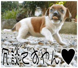 MIEDOG Jack Russell terrier sticker 9 sticker #14877736