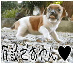 MIEDOG Jack Russell terrier sticker 9 sticker #14877736