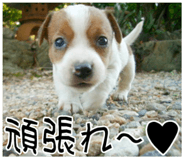 MIEDOG Jack Russell terrier sticker 9 sticker #14877737