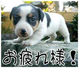 MIEDOG Jack Russell terrier sticker 9 sticker #14877738