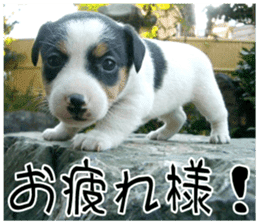 MIEDOG Jack Russell terrier sticker 9 sticker #14877738