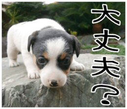 MIEDOG Jack Russell terrier sticker 9 sticker #14877739