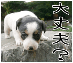 MIEDOG Jack Russell terrier sticker 9 sticker #14877739
