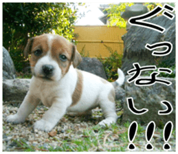 MIEDOG Jack Russell terrier sticker 9 sticker #14877741