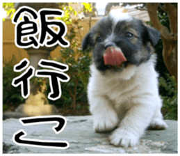 MIEDOG Jack Russell terrier sticker 9 sticker #14877742