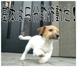 MIEDOG Jack Russell terrier sticker 9 sticker #14877743