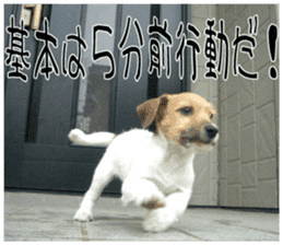 MIEDOG Jack Russell terrier sticker 9 sticker #14877743