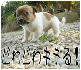 MIEDOG Jack Russell terrier sticker 9 sticker #14877744