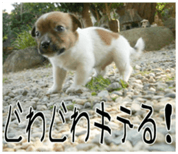 MIEDOG Jack Russell terrier sticker 9 sticker #14877744