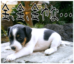 MIEDOG Jack Russell terrier sticker 9 sticker #14877745
