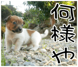 MIEDOG Jack Russell terrier sticker 9 sticker #14877746