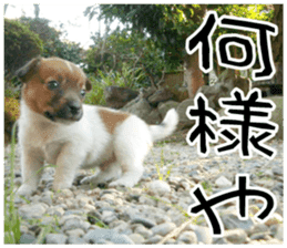MIEDOG Jack Russell terrier sticker 9 sticker #14877746