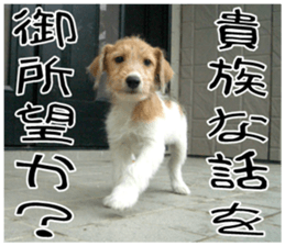 MIEDOG Jack Russell terrier sticker 9 sticker #14877747