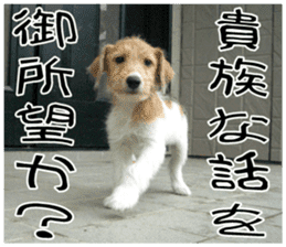 MIEDOG Jack Russell terrier sticker 9 sticker #14877747