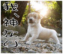MIEDOG Jack Russell terrier sticker 9 sticker #14877748