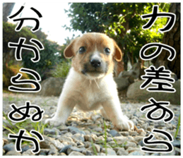 MIEDOG Jack Russell terrier sticker 9 sticker #14877749