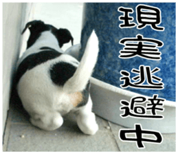 MIEDOG Jack Russell terrier sticker 9 sticker #14877750