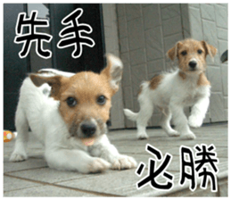 MIEDOG Jack Russell terrier sticker 9 sticker #14877751