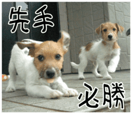 MIEDOG Jack Russell terrier sticker 9 sticker #14877751