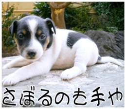 MIEDOG Jack Russell terrier sticker 9 sticker #14877752