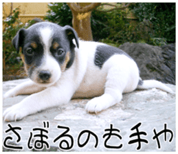 MIEDOG Jack Russell terrier sticker 9 sticker #14877752