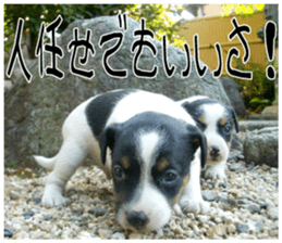 MIEDOG Jack Russell terrier sticker 9 sticker #14877753