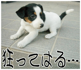 MIEDOG Jack Russell terrier sticker 9 sticker #14877754