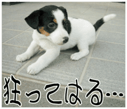 MIEDOG Jack Russell terrier sticker 9 sticker #14877754