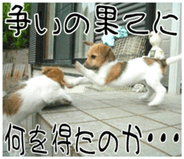 MIEDOG Jack Russell terrier sticker 9 sticker #14877755