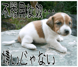 MIEDOG Jack Russell terrier sticker 9 sticker #14877756