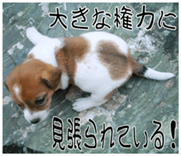 MIEDOG Jack Russell terrier sticker 9 sticker #14877757
