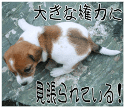 MIEDOG Jack Russell terrier sticker 9 sticker #14877757