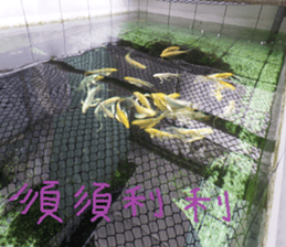 Outside the great-grandfather's house sticker #14878035