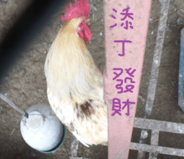 Outside the great-grandfather's house sticker #14878037