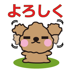 One day of Toy Poodle's cue