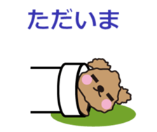One day of Toy Poodle's cue sticker #14880116