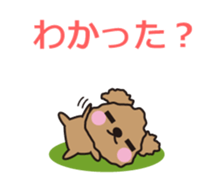 One day of Toy Poodle's cue sticker #14880142