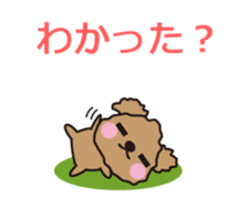 One day of Toy Poodle's cue sticker #14880142