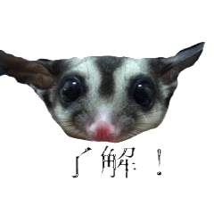 sugarglider