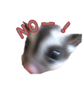 sugarglider sticker #14881487