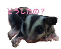 sugarglider sticker #14881489